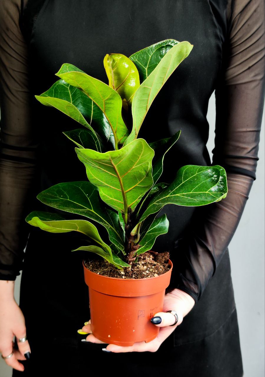 Фикус Лирата Бамбино (Ficus Lyrata Bambino) D12см