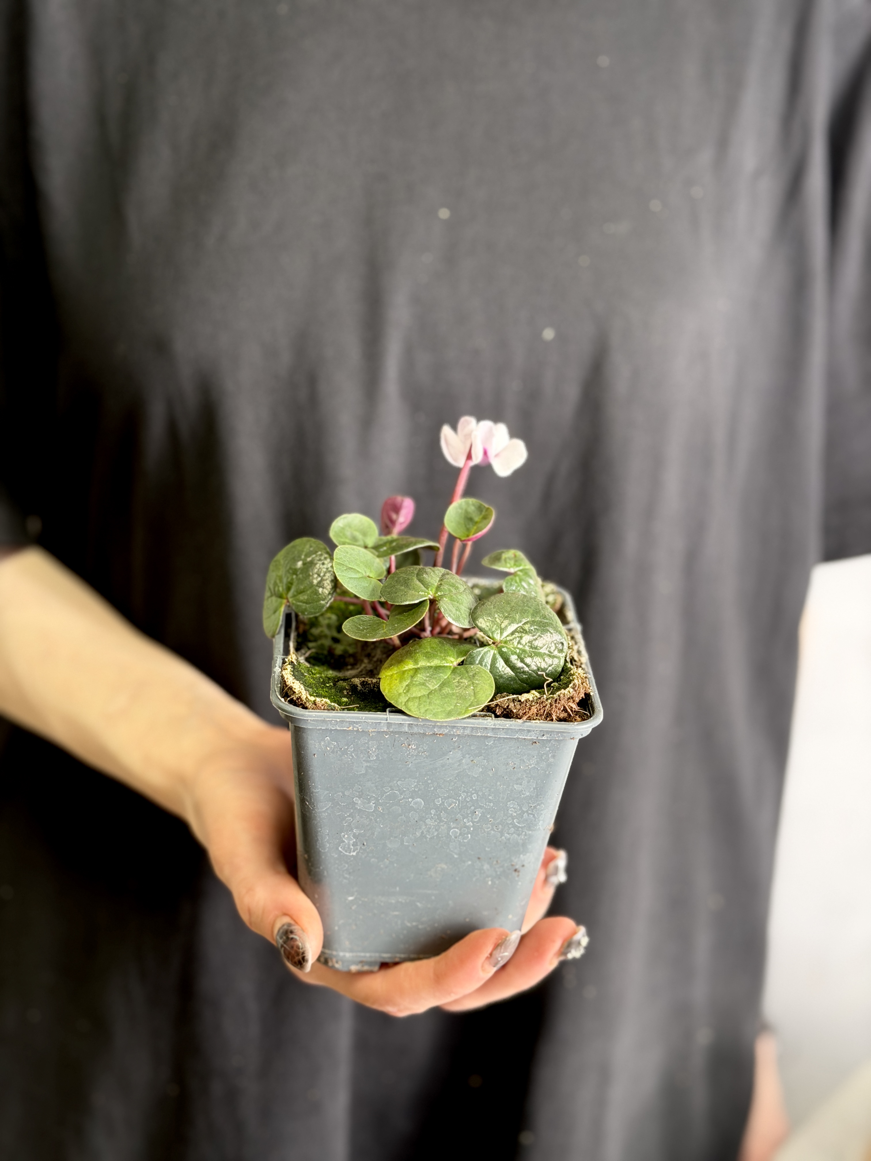 Цикламен Косский Роуз (Cyclamen Coum Rose) D8см