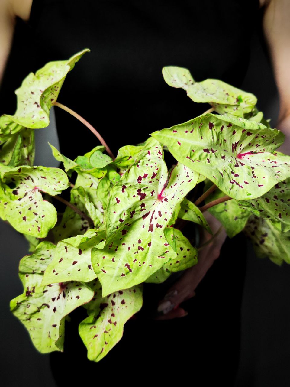 Каладиум Мисс Муффет (Caladium Miss Muffet) D12см