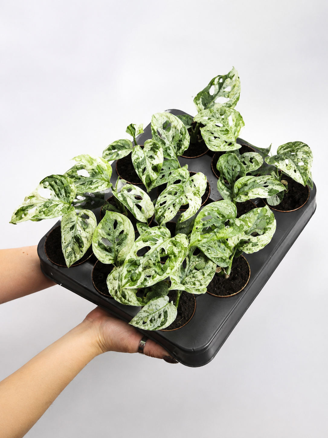 Монстера Фрозен Фреклес (Monstera Adansonii Frozen Freckles) D6см