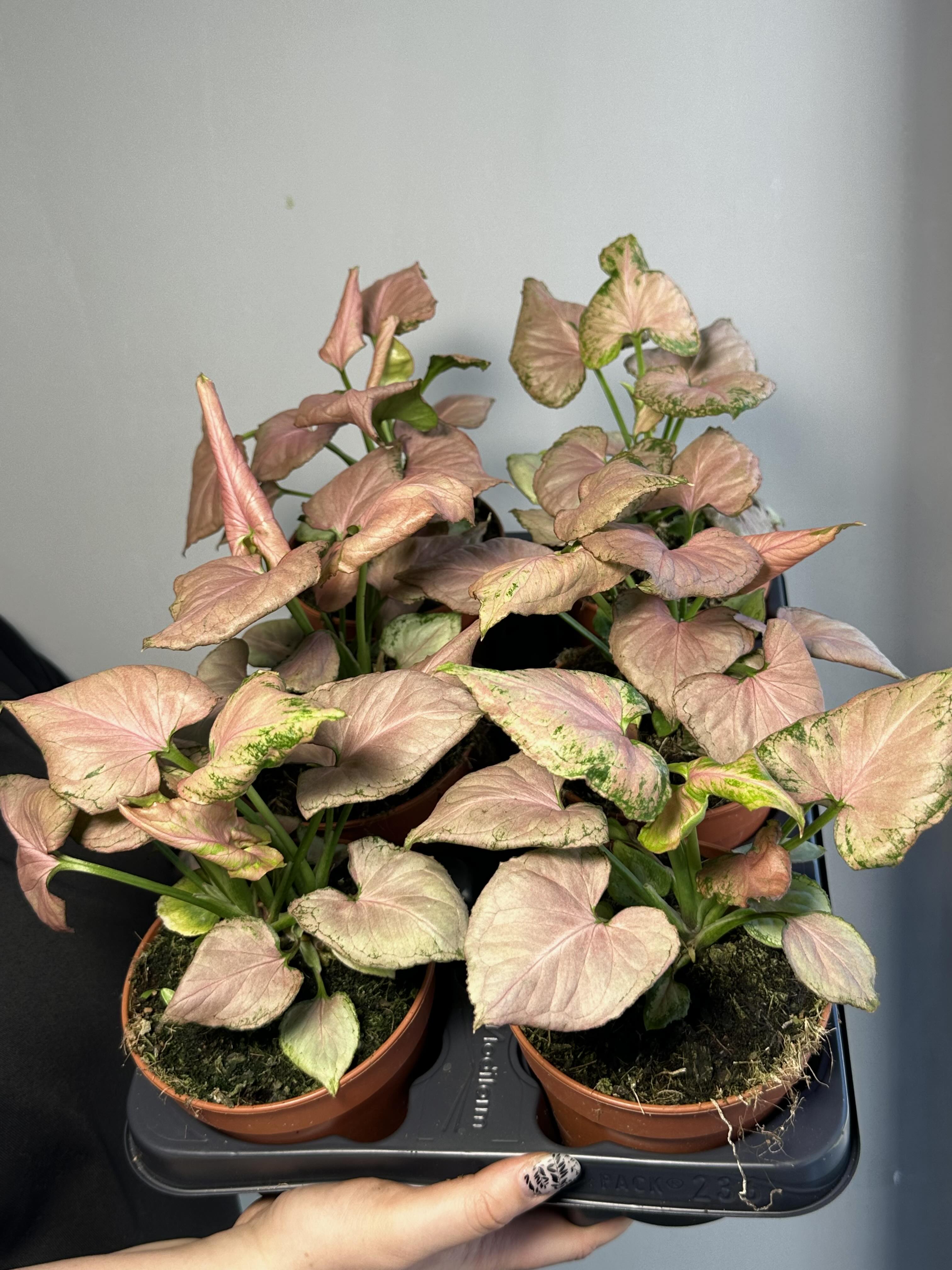 Сингониум Конфетти Милк (Syngonium Milk Konfetti) D12см