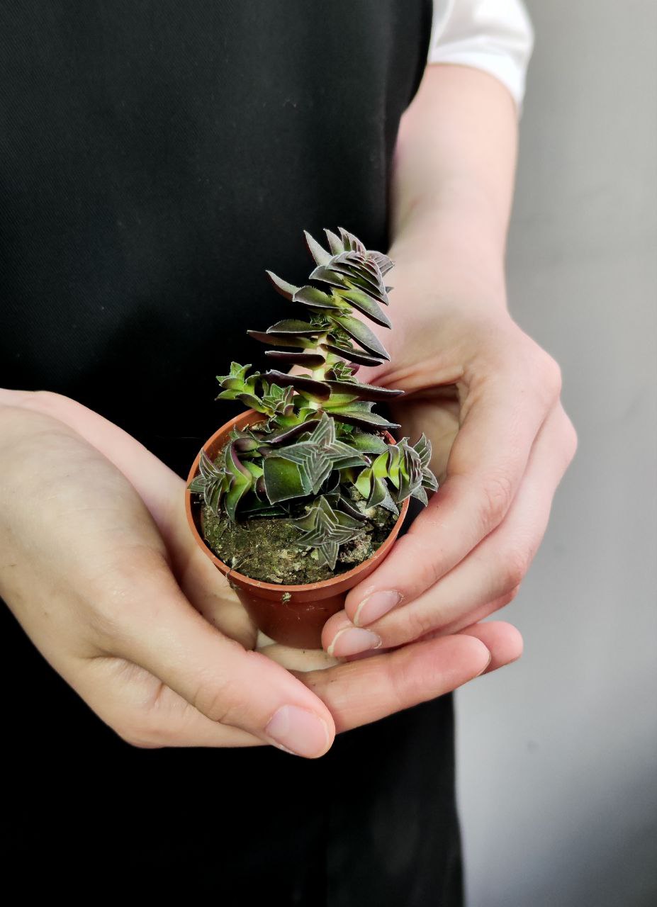 Крассула Капителла Коримбулоза (Crassula Capitella Corymbulosa) D5см