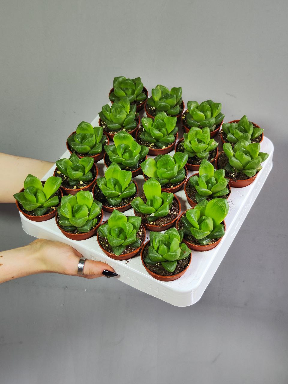 Хавортия Купера х Ладьевидная (Haworthia Cooperi var. Сymbiformis) D5см