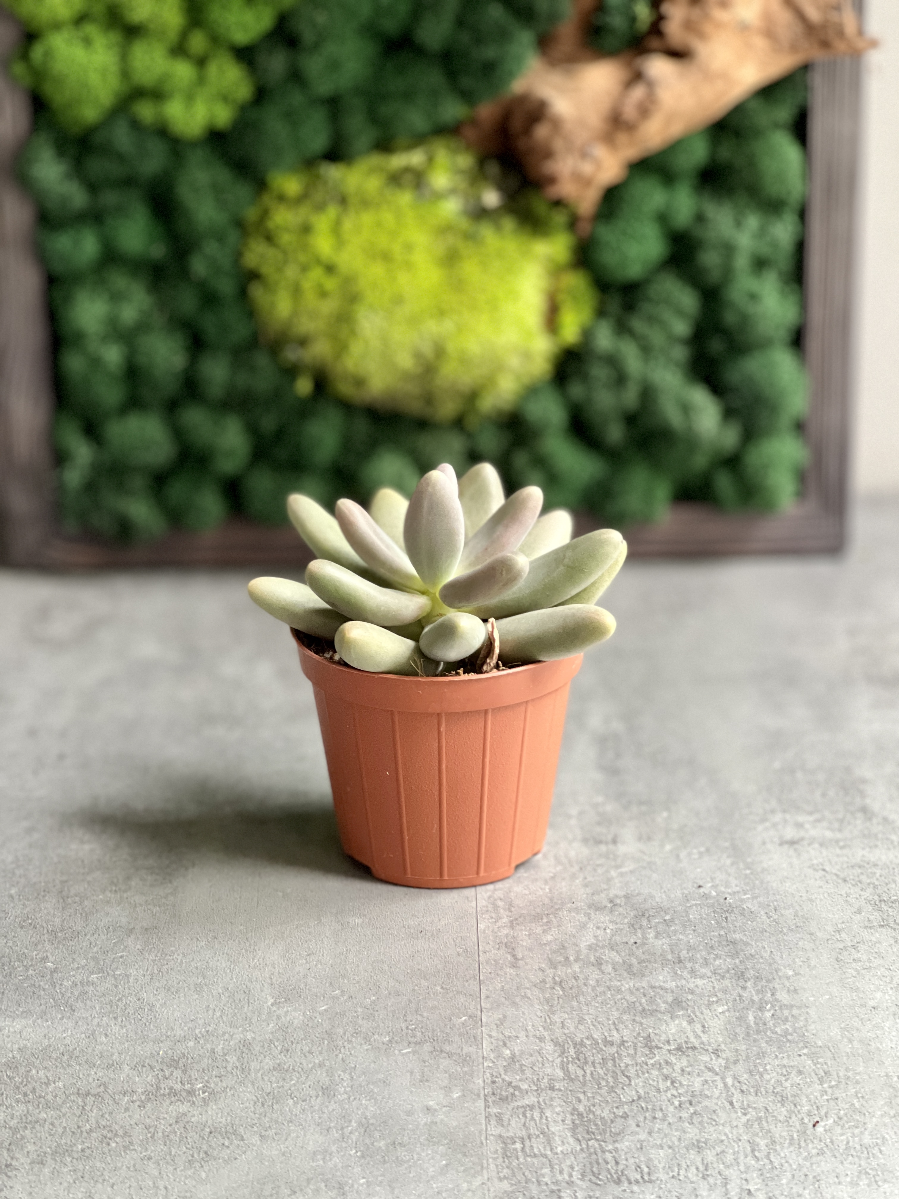 Пахифитум Даймонд (Pachyphytum Diamond) D8см