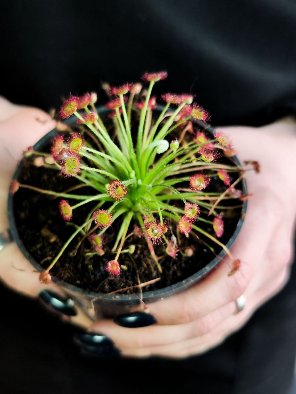 Росянка Парадокса (Drosera Paradoxa) D9см