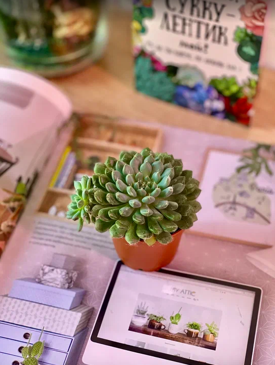 Эхеверия Сетоза Деминута (Echeveria Setosa Deminuta) D5см