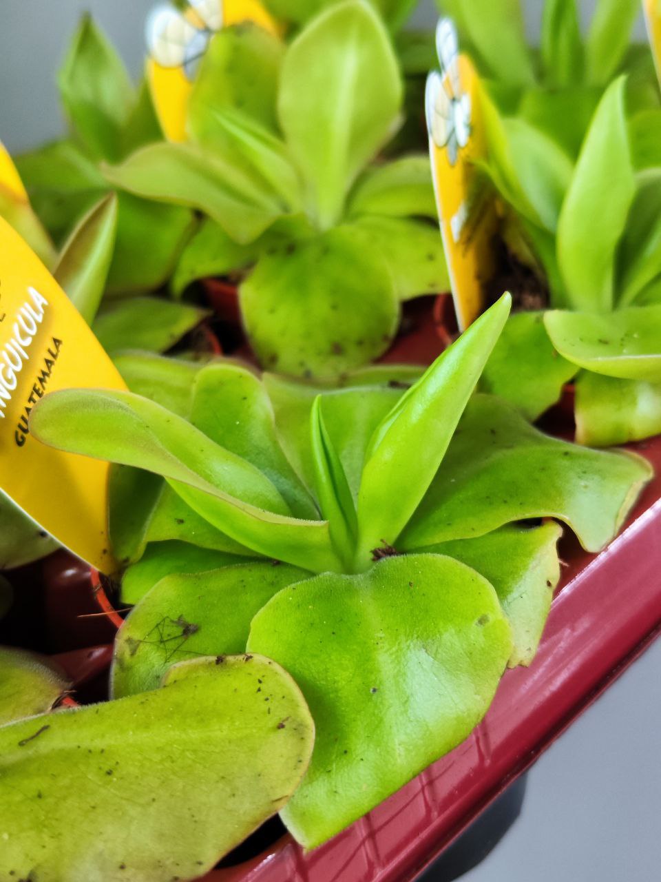 Жирянка Гватемала (Pinguicula Guatemala) D9см