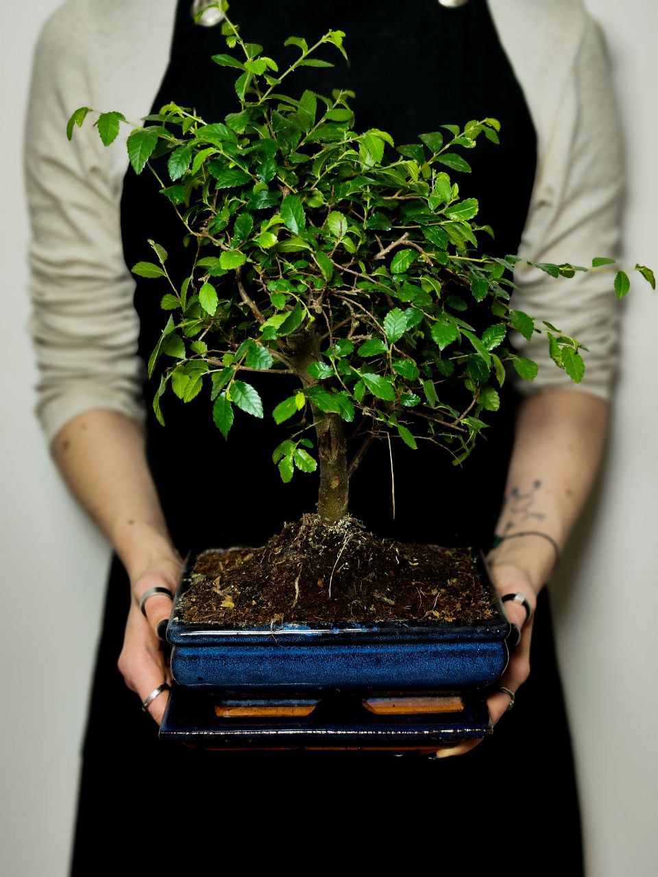 Бонсай Вяз Мелколистный Прямой (Ulmus Parvifolia)