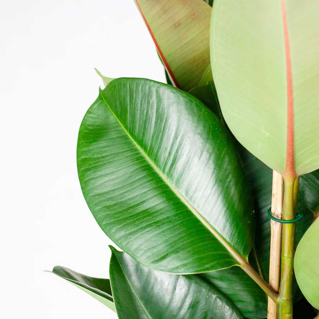 Фикус Эластика Робуста, или Фикус Каучуконосный (Ficus Elastica Robusta) D6см