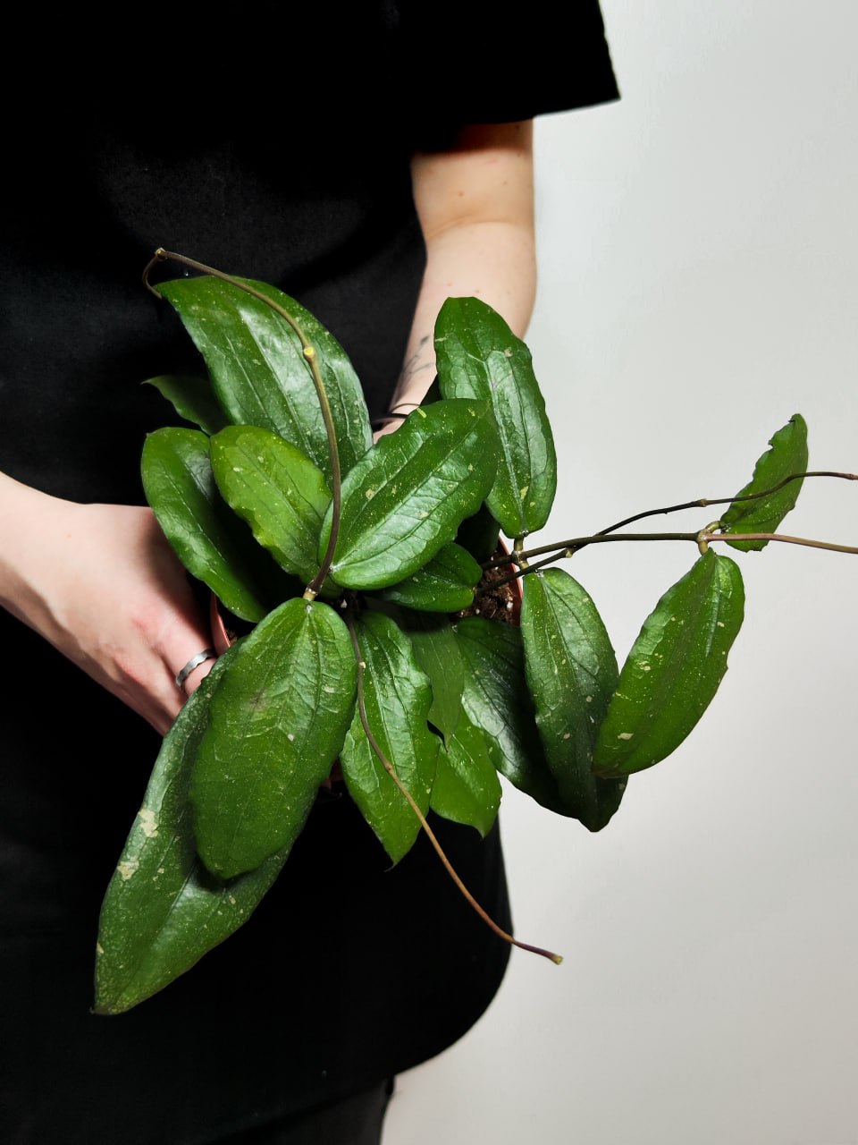 Хойя Эритрина (Hoya Erythrina) D12см