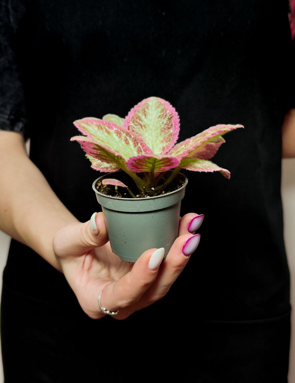 Эписция Пинк Брокадэ (Episcia Pink Brocade) D6см