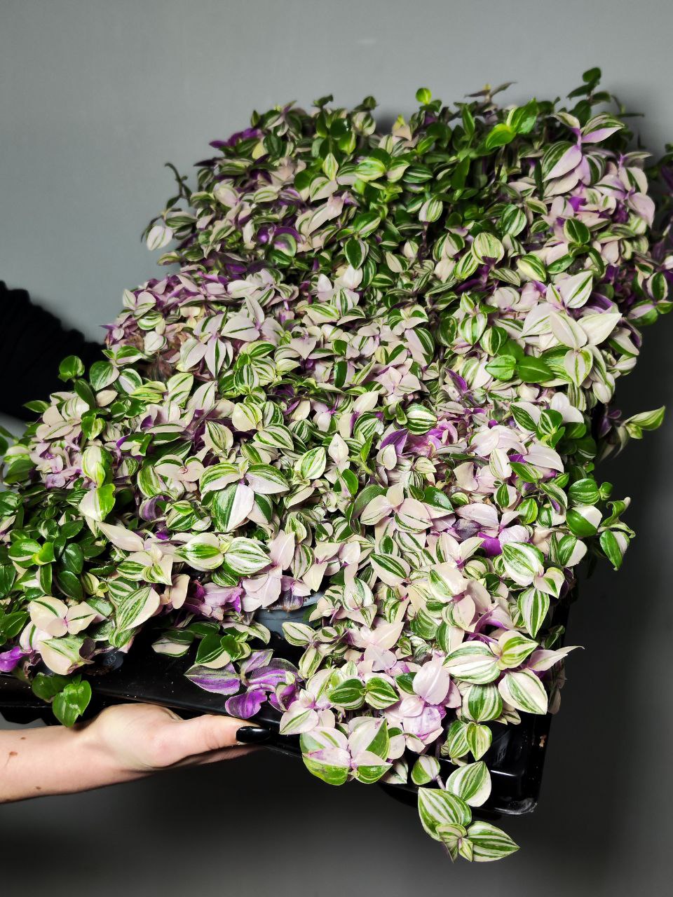 Традесканция Флюминенсис Триколор (Tradescantia Fluminensis Tricolor) D10см
