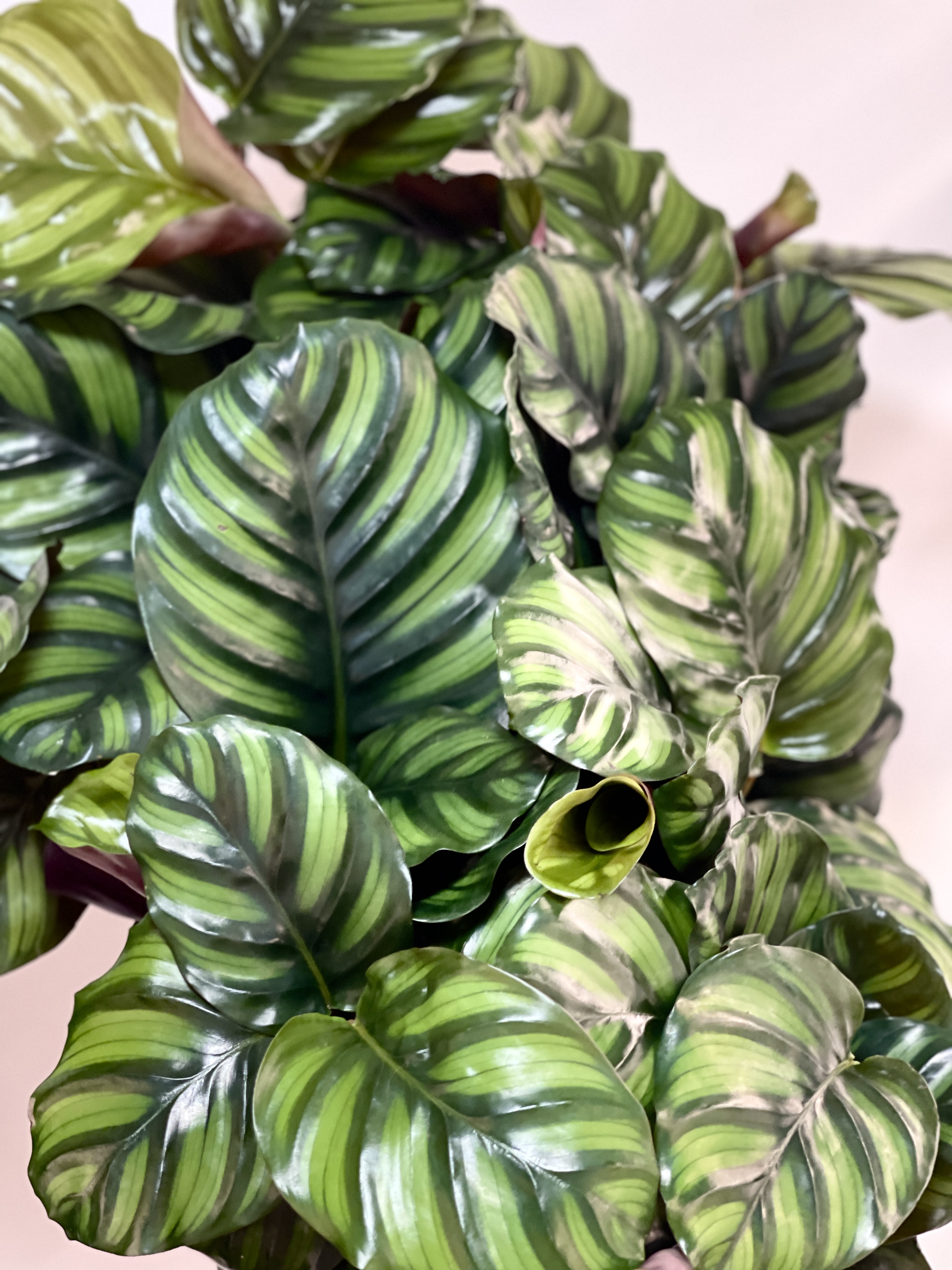 Калатея Фасциата (Calathea Fasciata) D14см