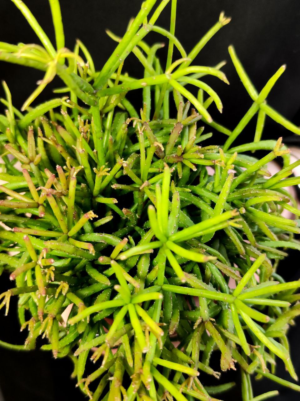 Рипсалис Кассута (Rhipsalis Cassutha) D8,5см