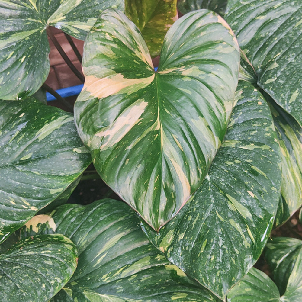 Хомаломена Рубесценс Вариегатная (Homalomena Rubescens White Variegated) D12см