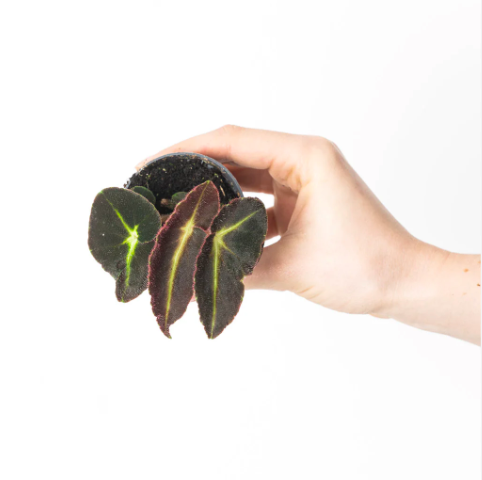 Бегония Рекс Листада (Begonia Listada Rex) D6см