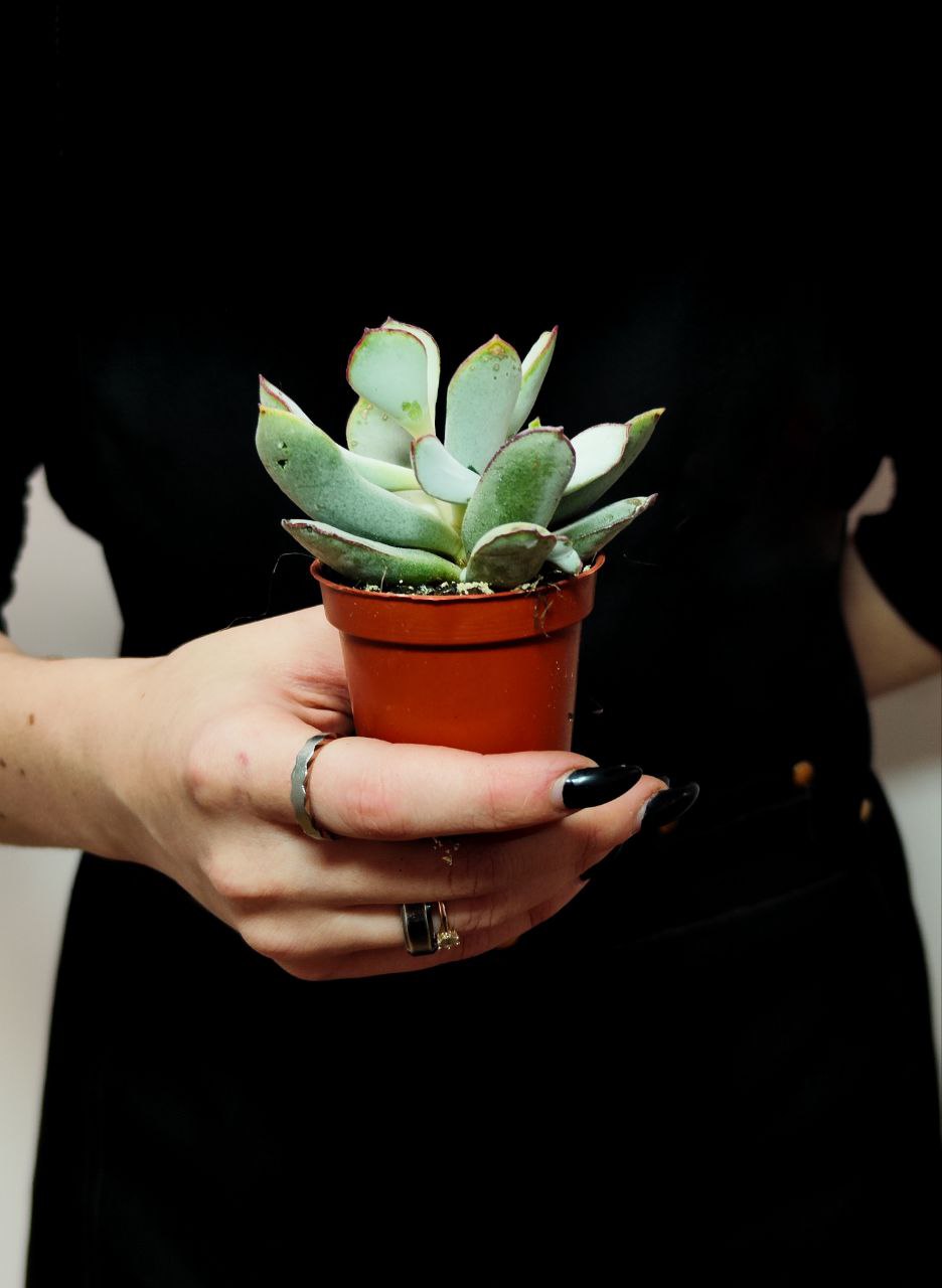 Котиледон Орбикулата Гибридный (Cotyledon Orbiculata Hybride) D5см