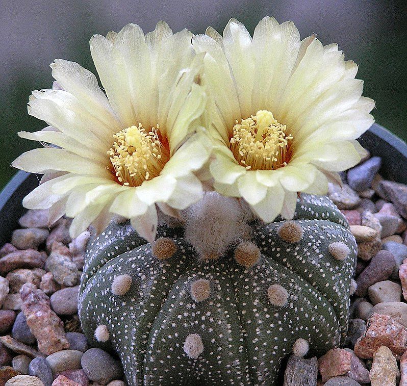 Астрофитум Звёздчатый, или Астрофитум Астериас (Astrophytum Asterias) D5см