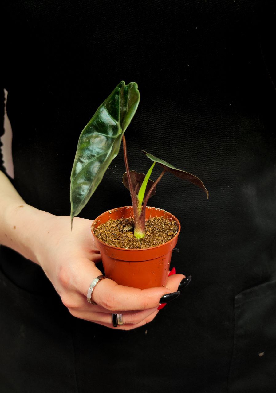 Алоказия Сухирманиана Ред Петрол (Alocasia Suhirmaniana Red Petiole) D6см