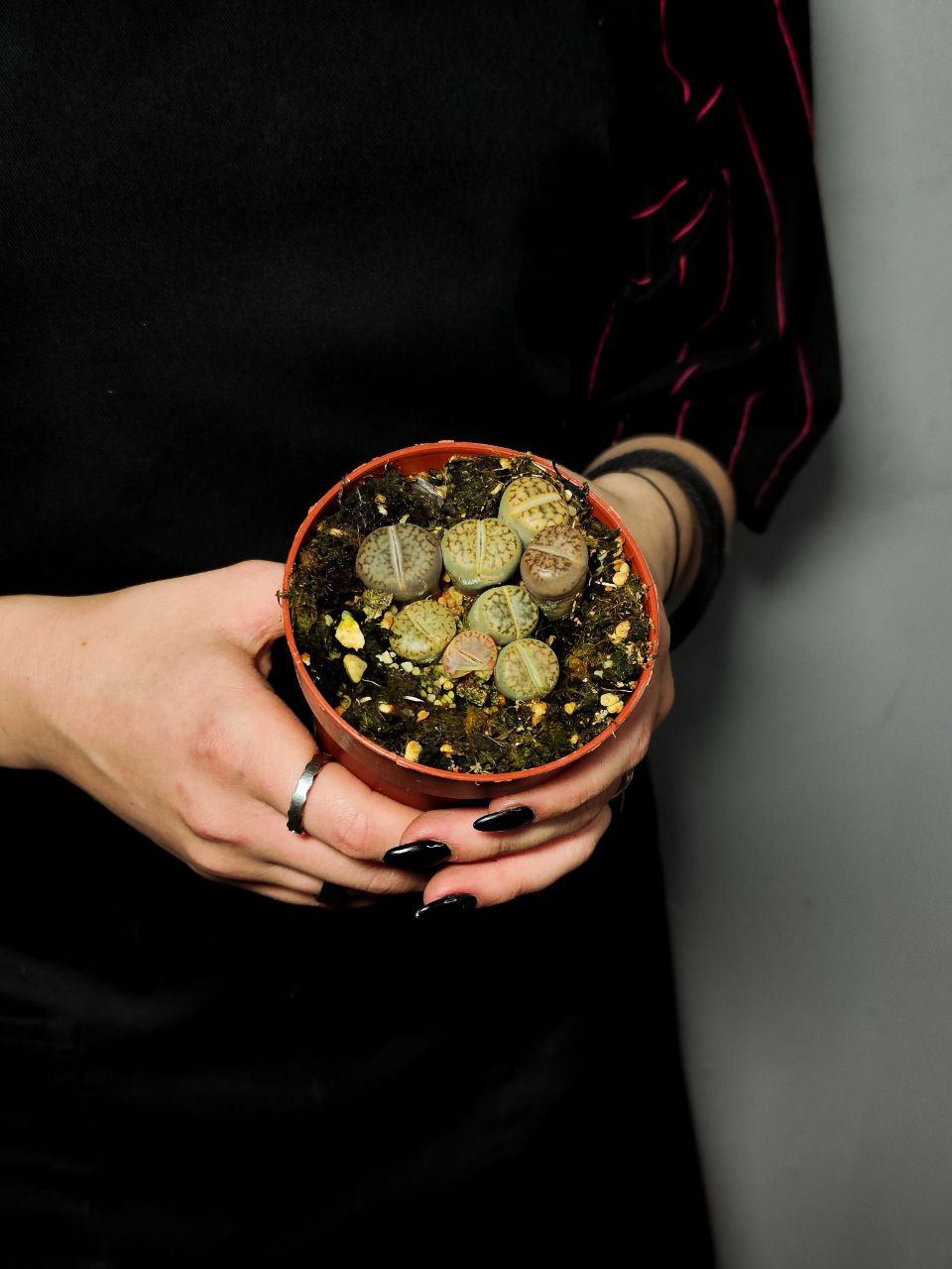 Литопс Микс (Lithops Mix) D8см