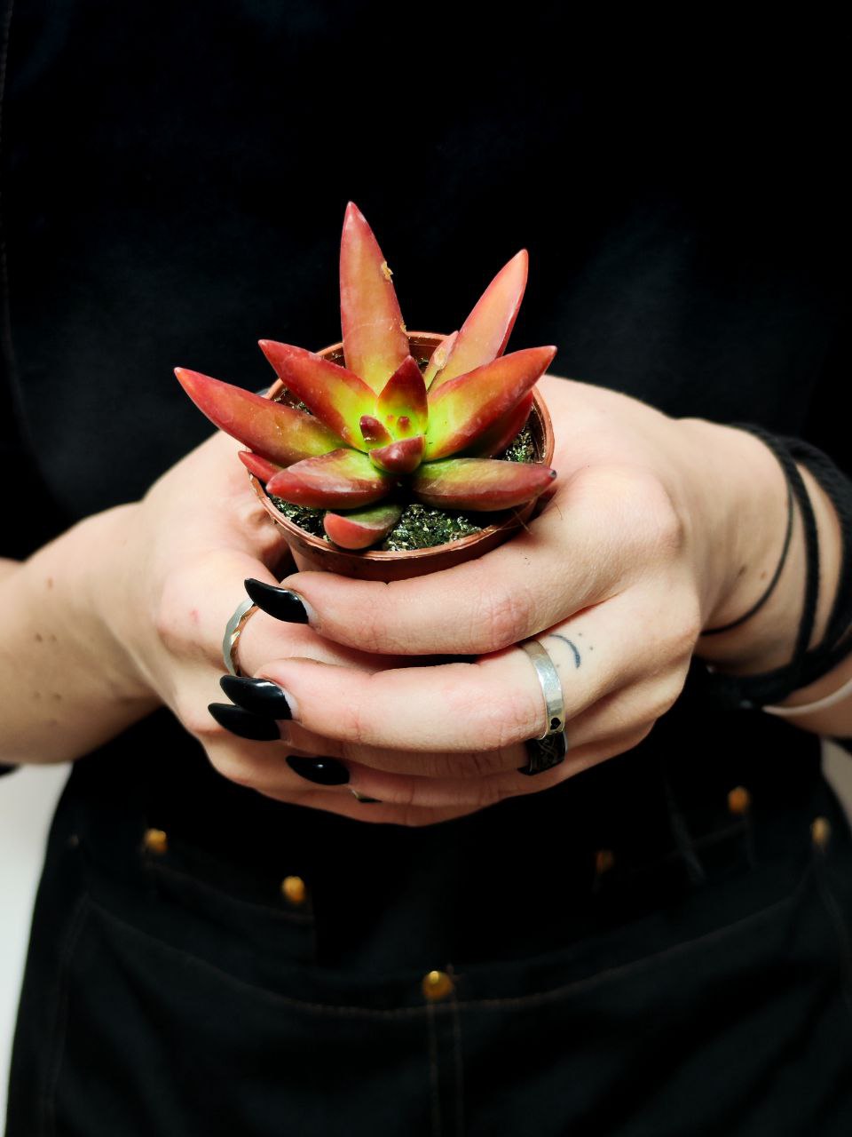Седум Адольфа Ред (Sedum Adolphii Red) D5см