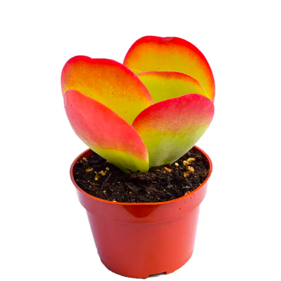 Каланхоэ Тирсифлора Ред Липс (Kalanchoe Thyrsiflora Red Lips) D5см