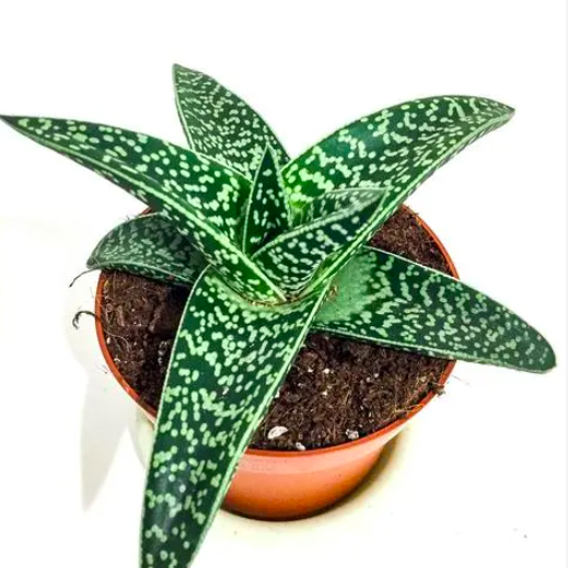Алоэ Пестрое Мэджик (Aloe Variegata Magic) D5см