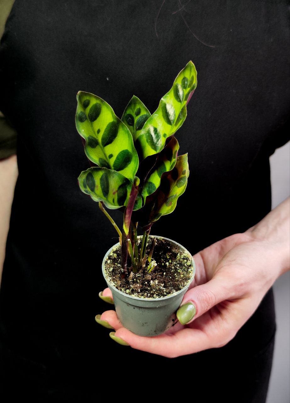 Калатея Лансифолия (Calathea Lancifolia) D6см