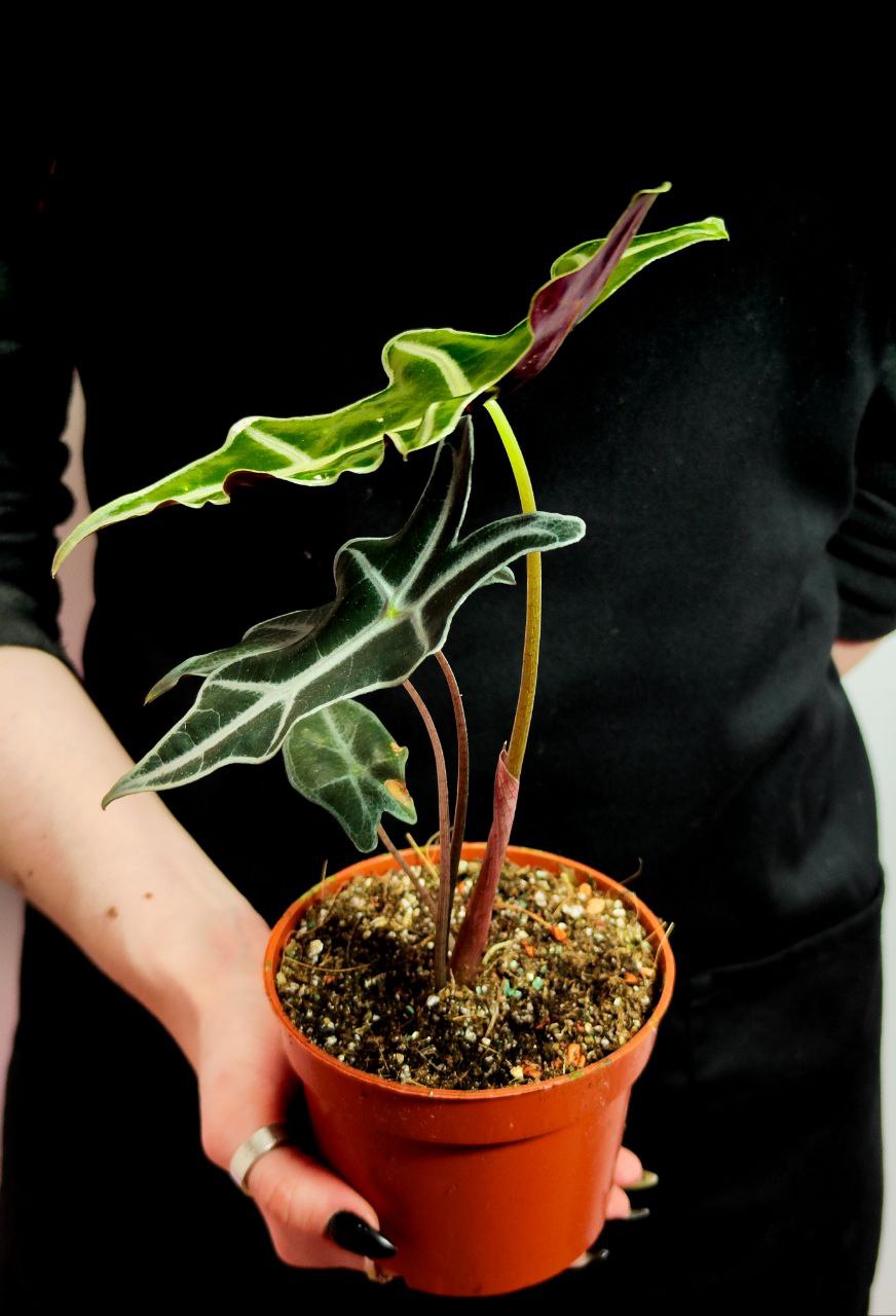Алоказия Нобилис (Alocasia Sanderiana Nobilis) D8см