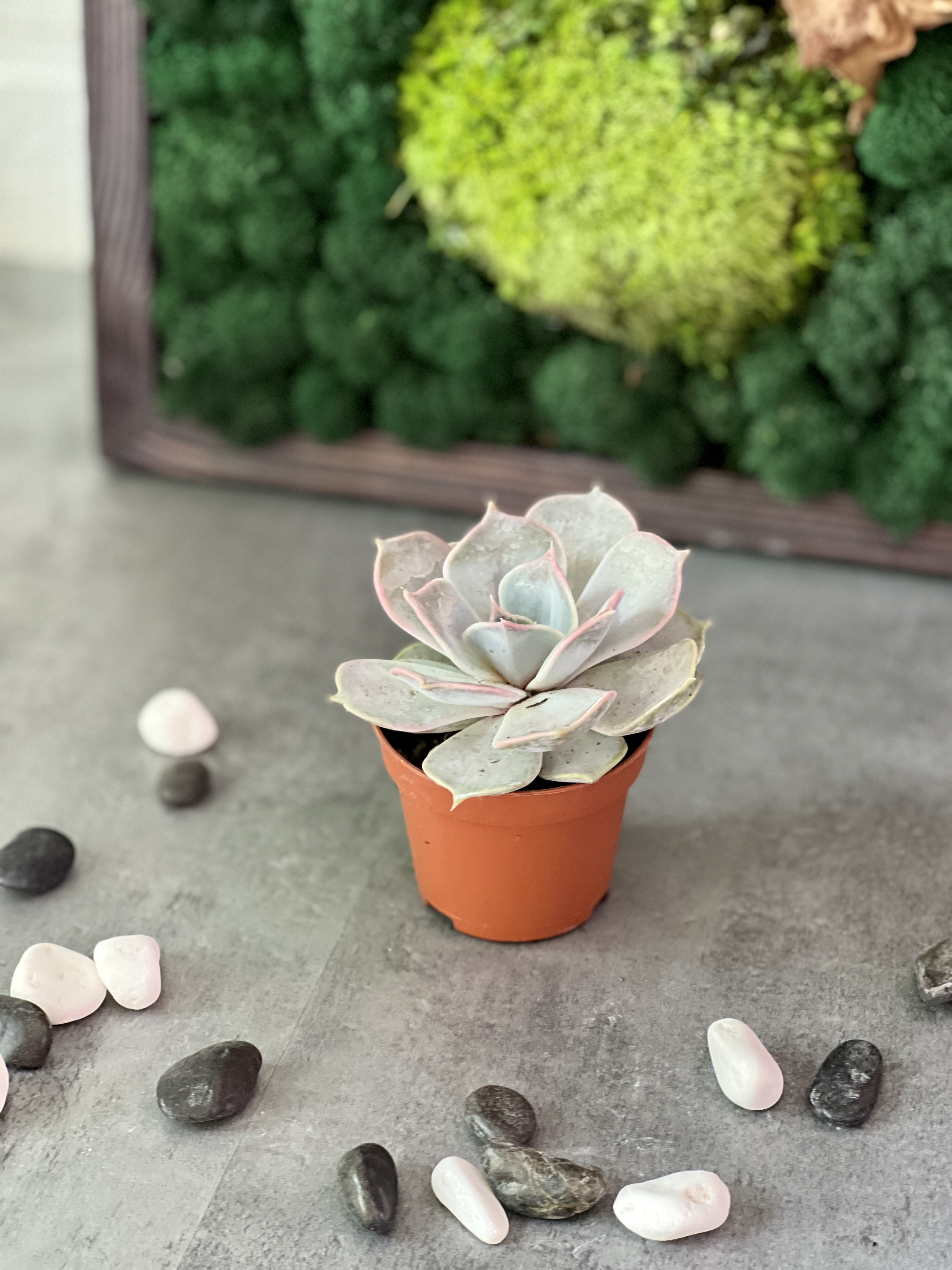 Эхеверия Лиловая, Лилацина (Echeveria Lilacina) D5см