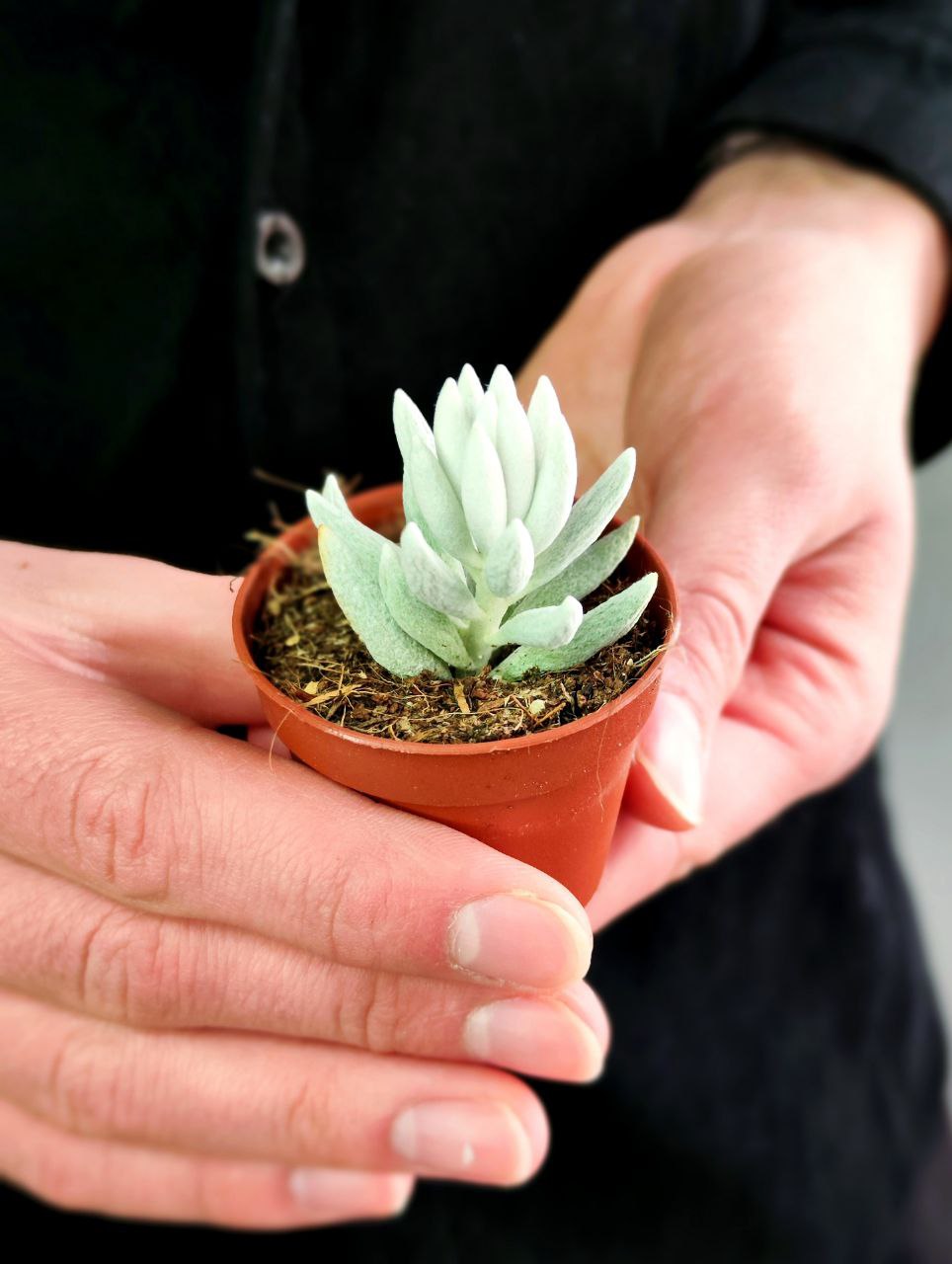 Крестовник Хаворта (Senecio Haworthii) D5см