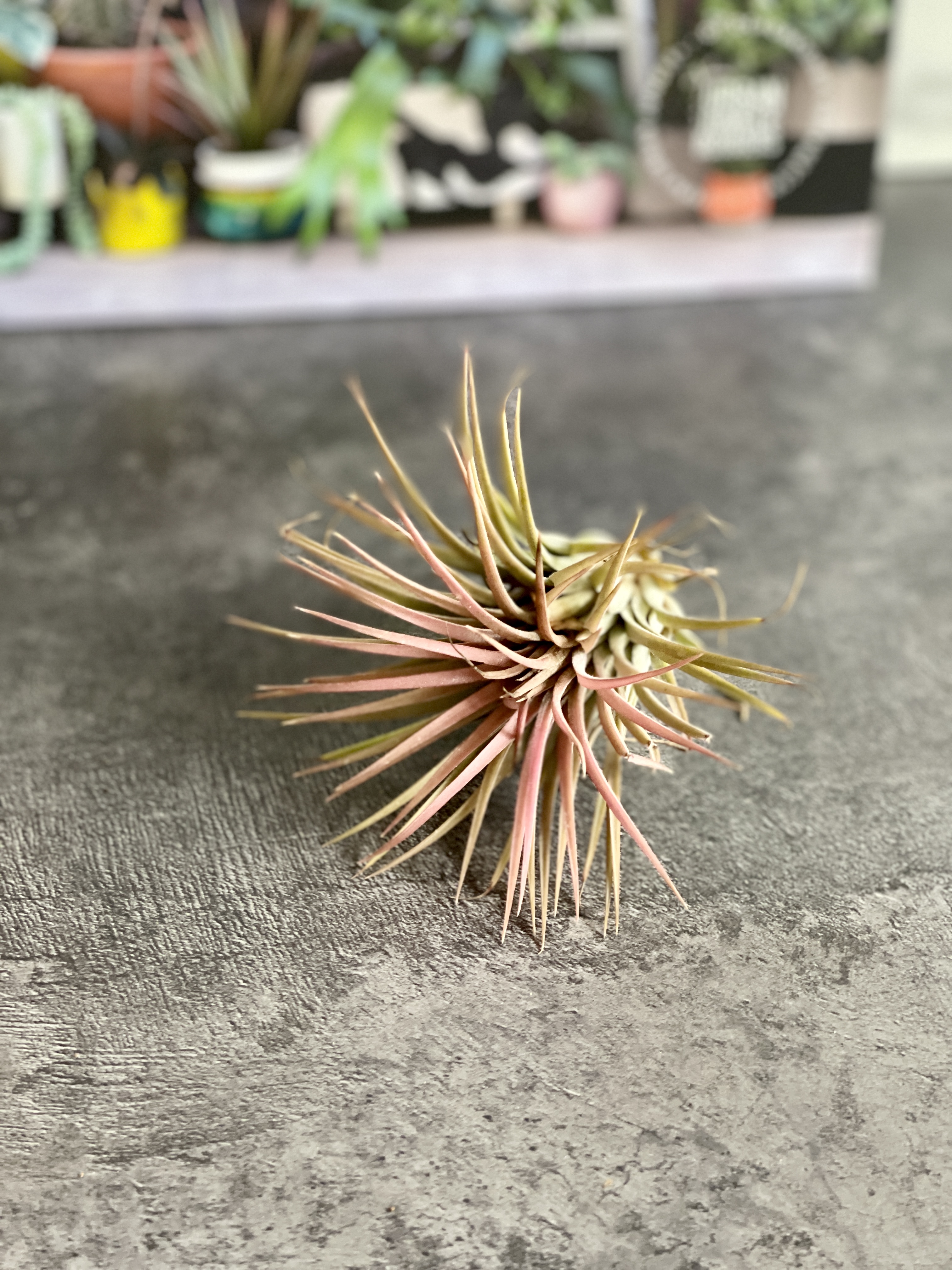 Тилландсия Ионанта Красная XL (Tillandsia Ionantha Red)