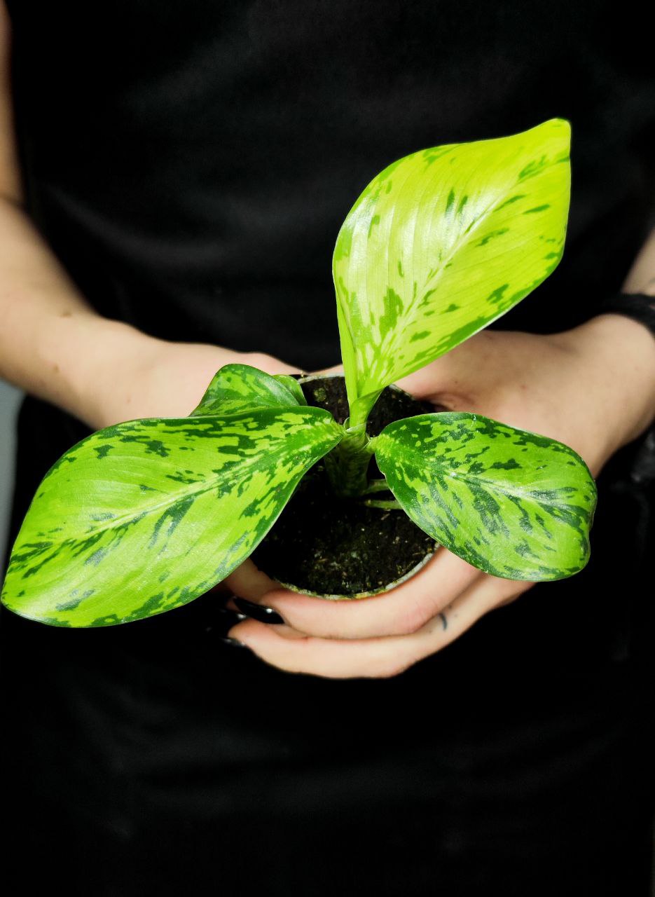 Диффенбахия Крокодил (Dieffenbachia Crocodile) D6см