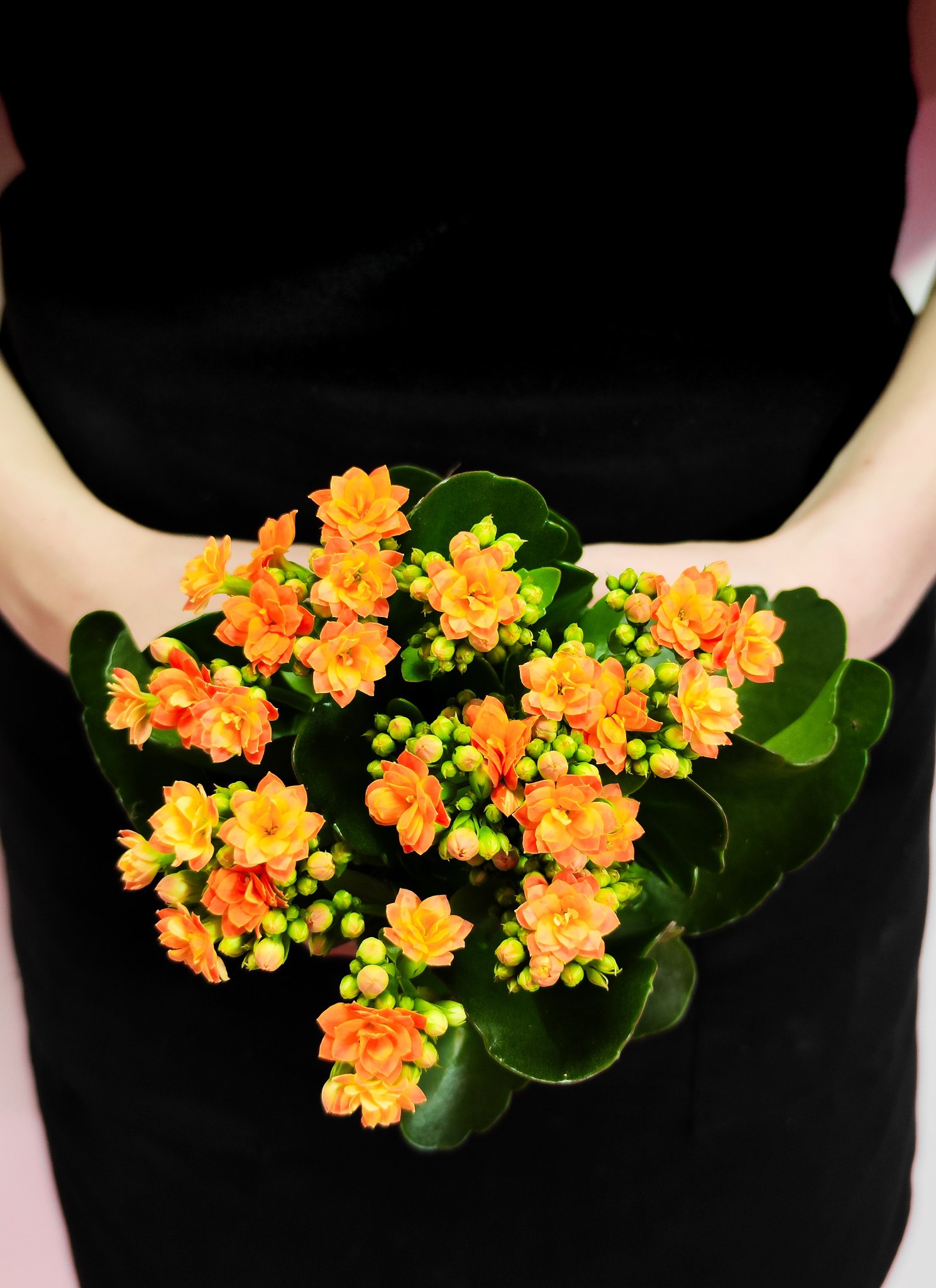 Каланхоэ Розалина Персиковая (Kalanchoe Rosalina Orange) D9см