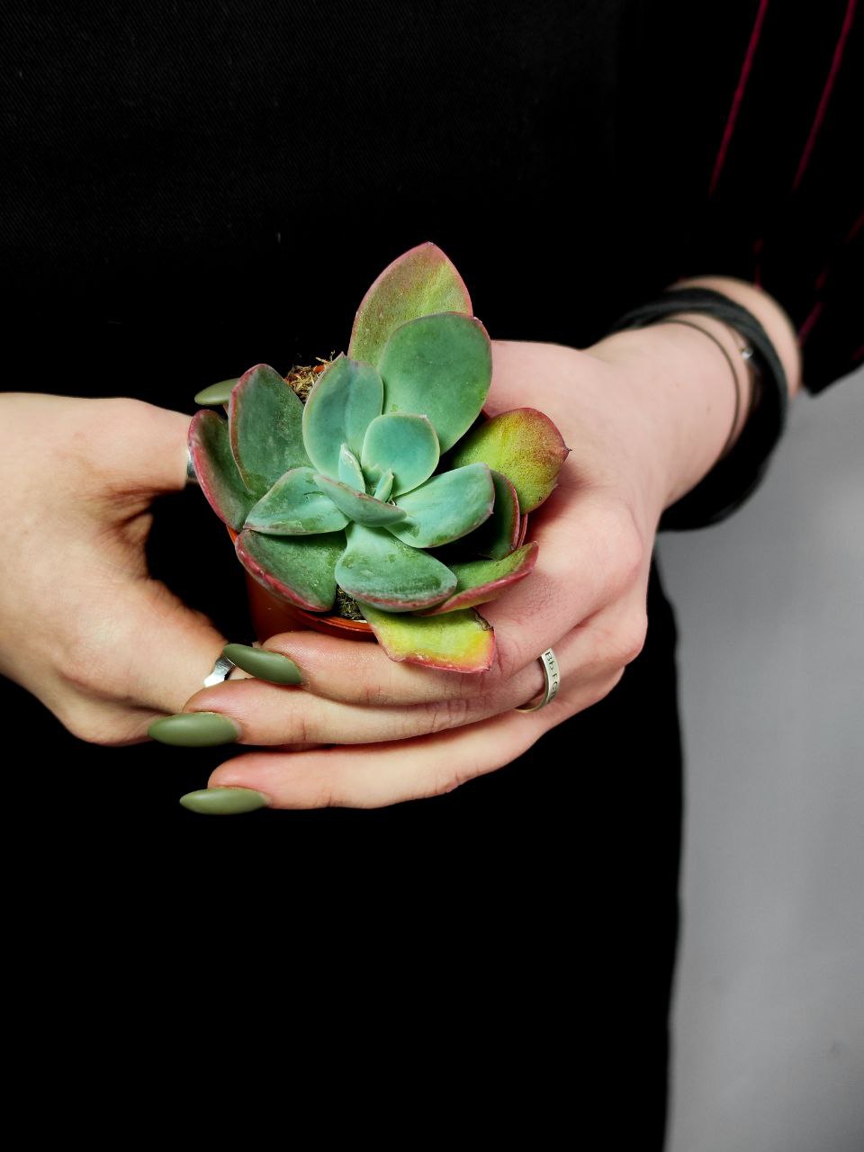 Эхеверия Луэлла (Echeveria Luella) D5см