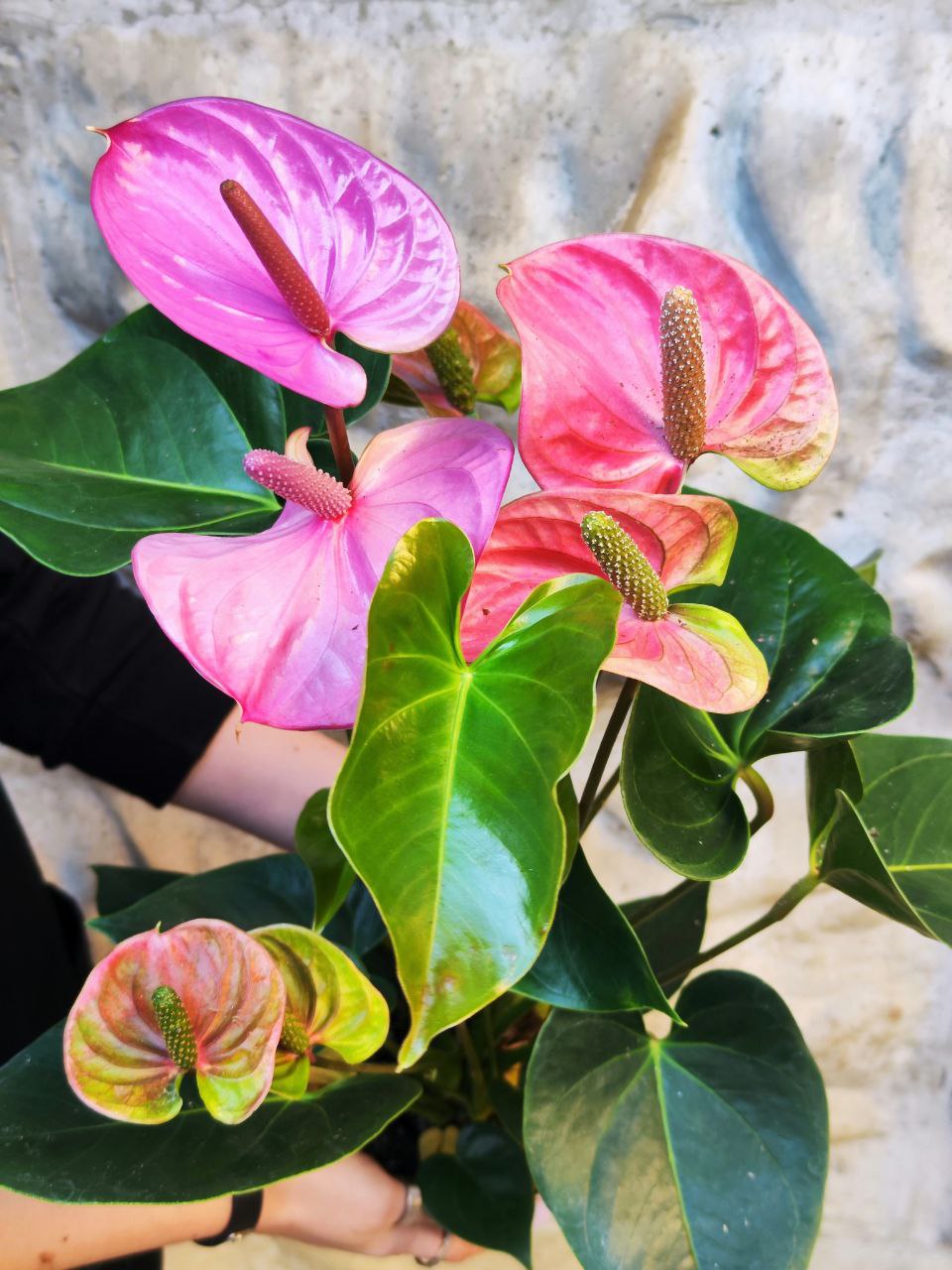 Антуриум Кавалли (Anthurium Cavalli) D14см