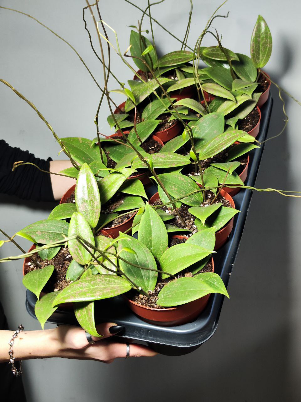 Хойя Виберджи (Hoya Wibergiae) D12см