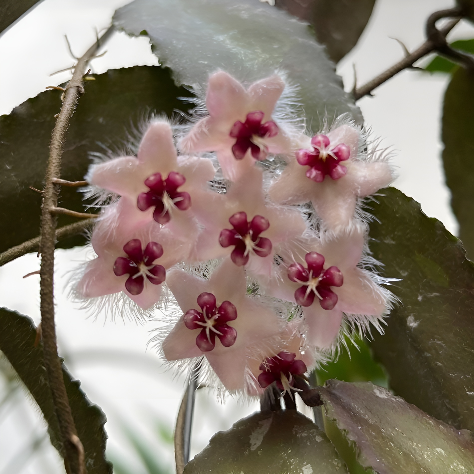 Хойя Каудата Сильвер Cплеш (Hoya Caudata Silver Splash) D5см