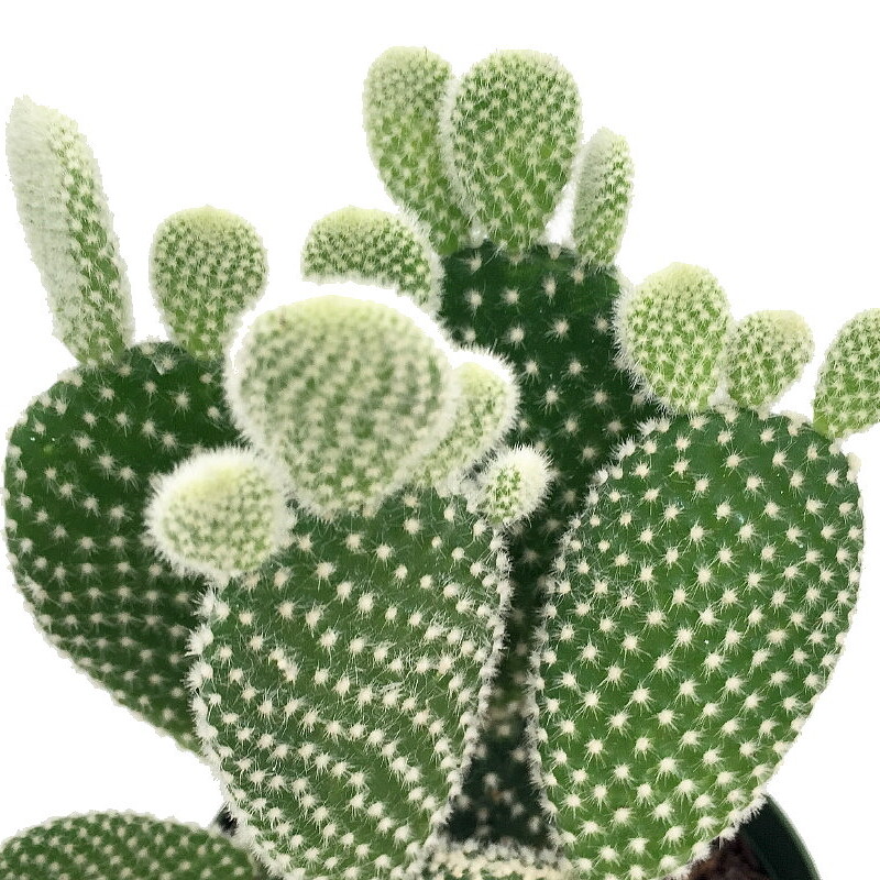 Опунция Микродазис Альба Дабл (Opuntia Microdasys Alba Double) D5см