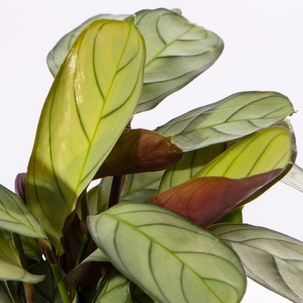 Маранта Амабилис Минт (Maranta Leuconeura Amabilis Mint) D6см