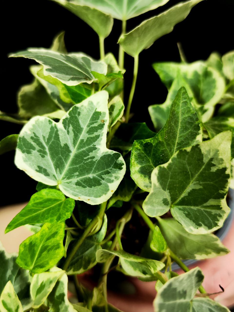 Хедера Хеликс Вариегата, Плющ (Hedera Helix Variegata) D9см