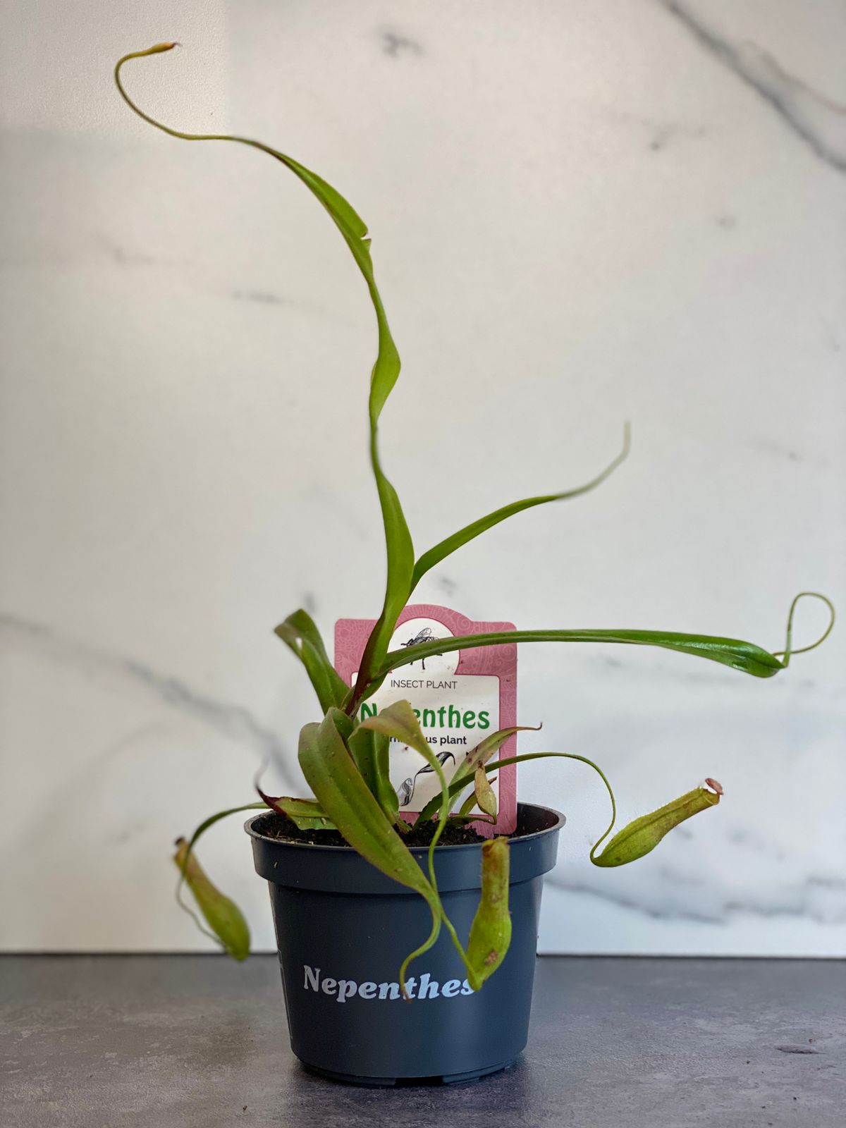 Непентес Грацилис (Nepenthes Gracilis) D9см