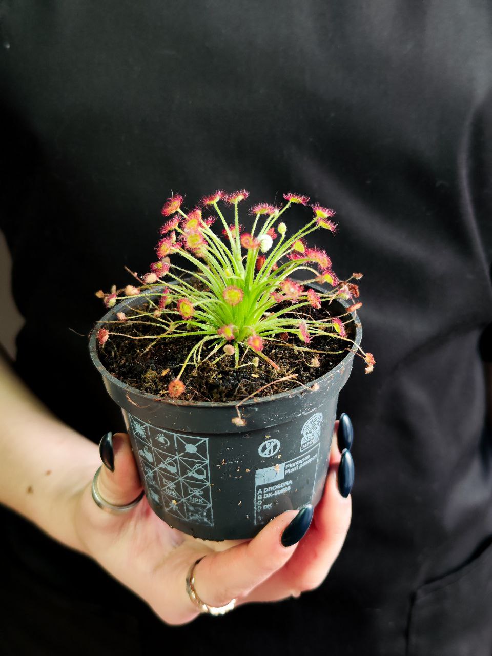 Росянка Парадокса (Drosera Paradoxa) D9см