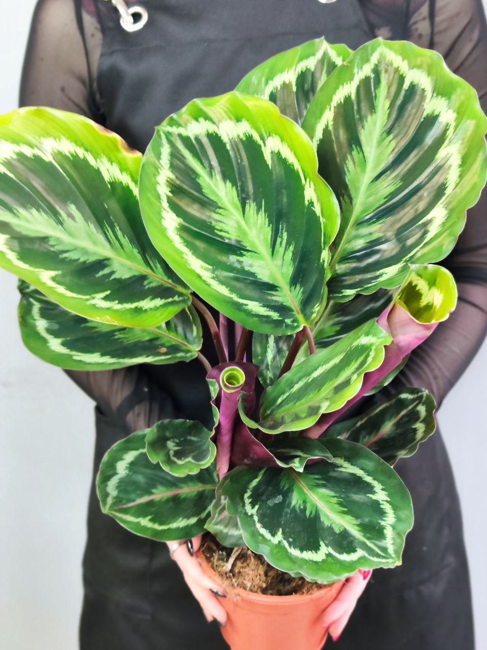 Калатея Медальон (Calathea Roseopicta Medallion) D14см