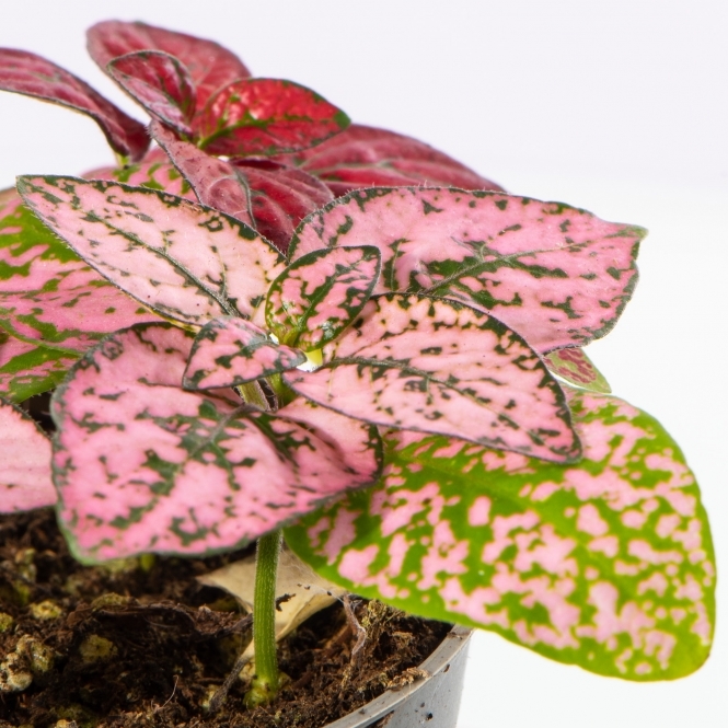 Гипоэстес Листоколосковый Пинк (Hypoestes Phyllostachya Pink) D8см