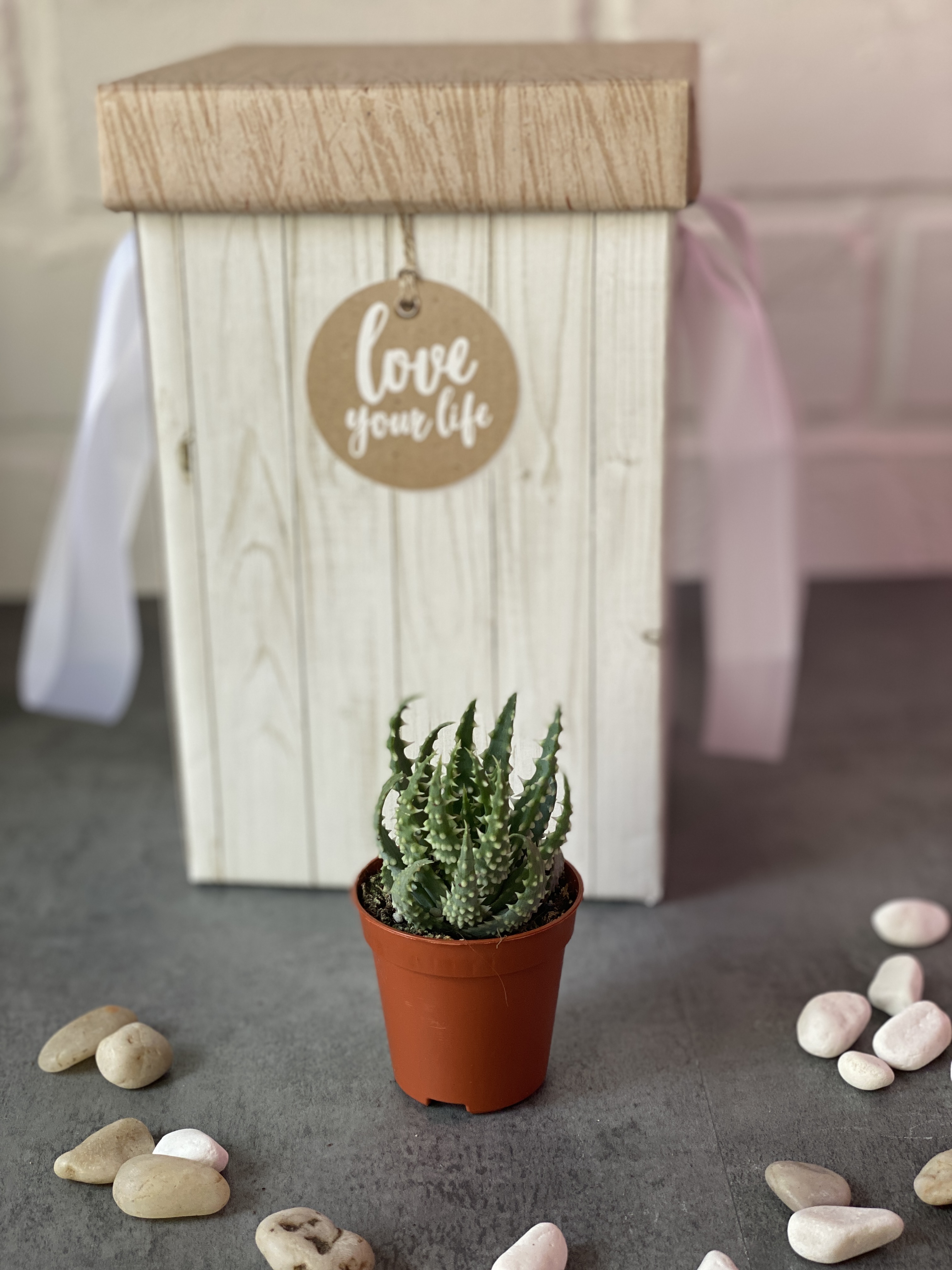 Алоэ Хумилис, или Приземистое (Aloe Humulis) D5см