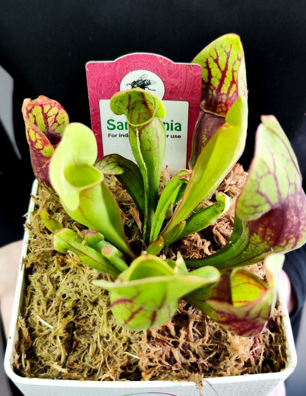 Саррацения Дракула (Sarracenia Dracula) пересаженная D12см