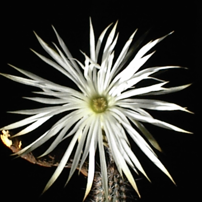 Кактус Сетиэхинопсис Мирабилис (Setiechinopsis Mirabilis) D5см