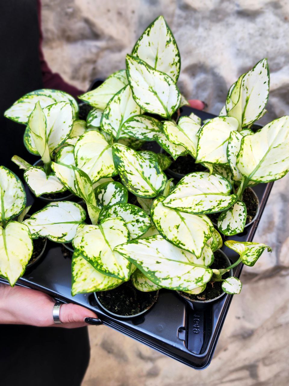 Аглаонема Сноуфлейк (Aglaonema Snowflake) D6см
