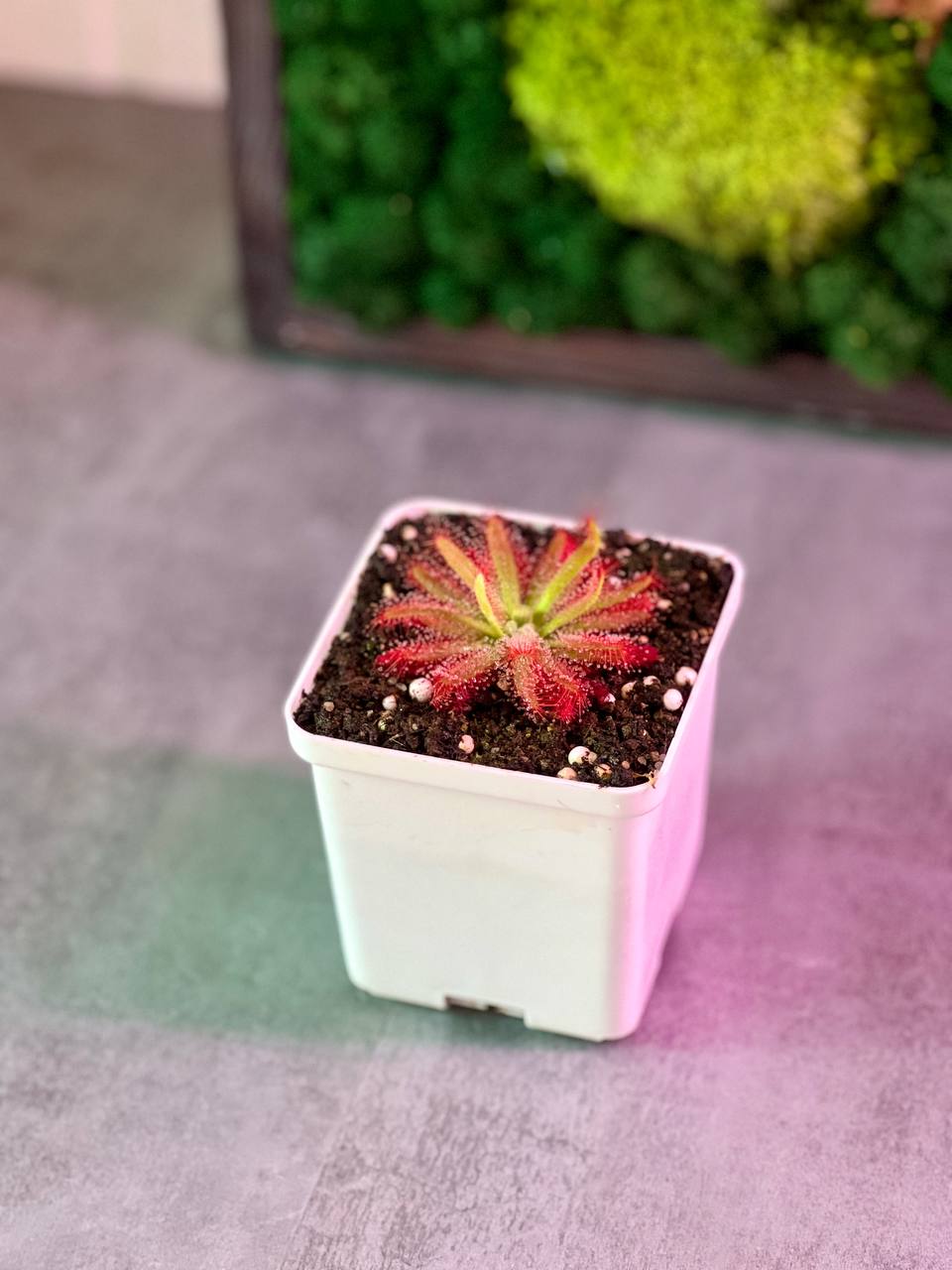 Росянка Грамогольская (Drosera Graomogolensis) 8х8 см.